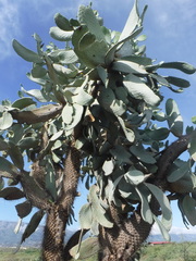 Consolea moniliformis