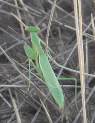 Callimantis antillarum