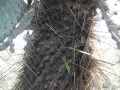 Callimantis antillarum