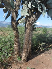 Consolea moniliformis