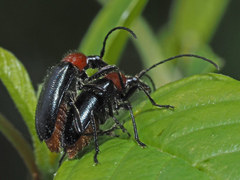 Dinoptera collaris
