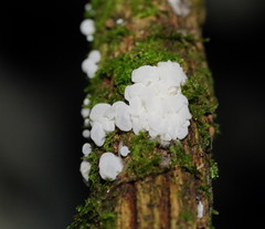 Physalacria australiensis