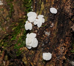 Physalacria australiensis