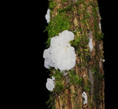 Physalacria australiensis