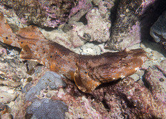 Cobbler Wobbegong photo 3
