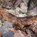 Cobbler Wobbegong - Photo (c) Marine Explorer (Dr John Turnbull), some rights reserved (CC BY-NC-SA)