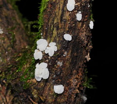 Physalacria australiensis