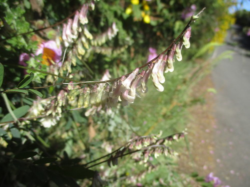 Vicia scandens image