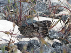 Hipparchia cypriensis