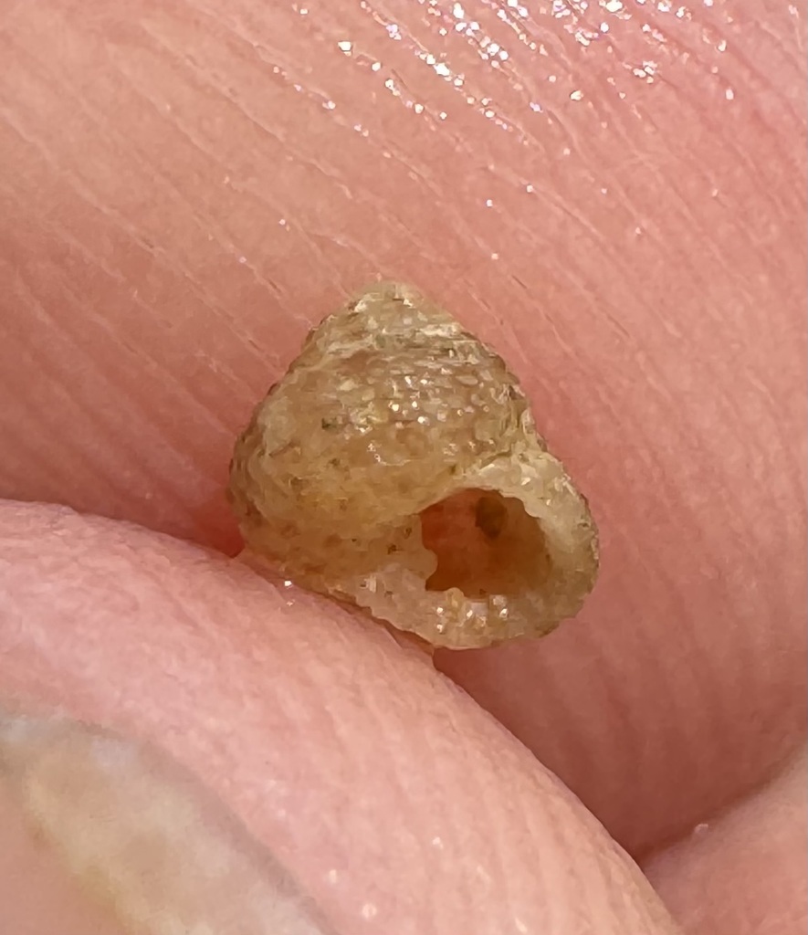 Herpetopoma gemmatum