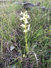 Platanthera bifolia