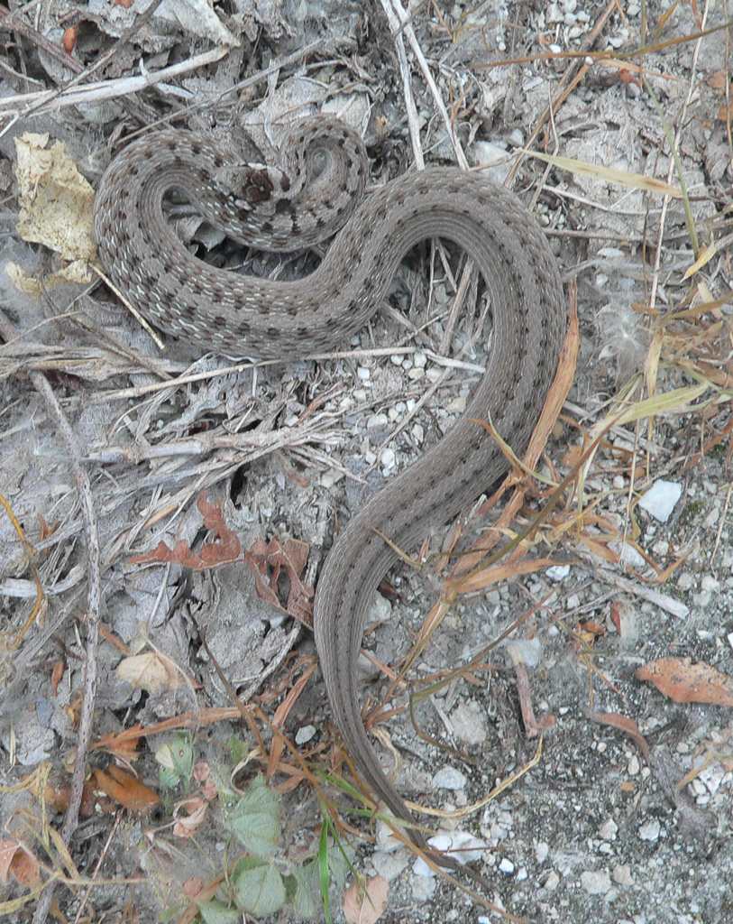 Dekay's Brownsnake (Fort Worth Area Snakes) · iNaturalist