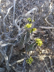 Euphorbia nesemannii