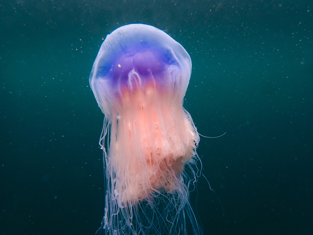 Blue Jellyfish