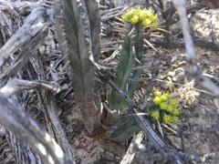 Euphorbia nesemannii