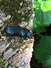 Odontotaenius disjunctus