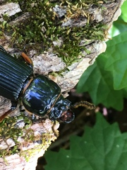 Odontotaenius disjunctus