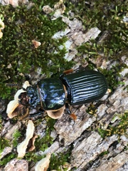 Odontotaenius disjunctus