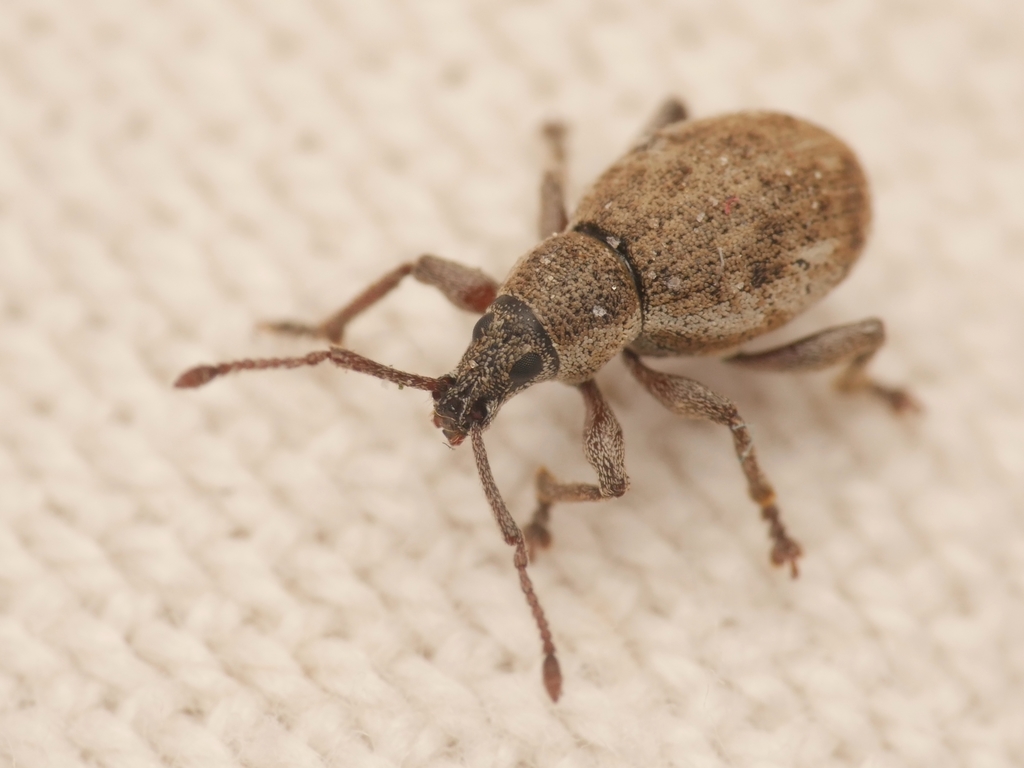 Peritelus sphaeroides