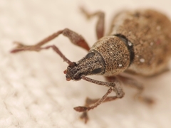 Peritelus sphaeroides