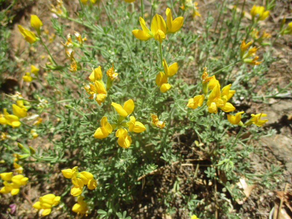 Lotus campylocladus