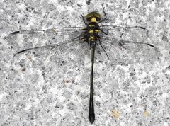 Macromidia rapida