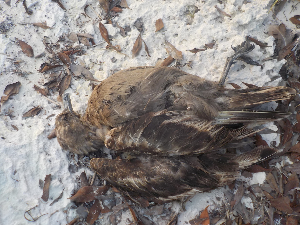 South Polar Skua from Caleta cocopatos on December 31, 2014 by Alina ...