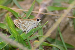 Taractrocera maevius