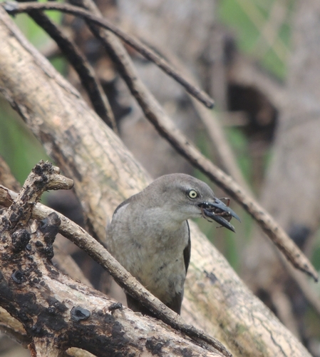 Nicaraguan Grackle (Quiscalus nicaraguensis), photo 7