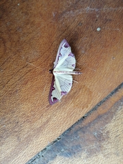 Cadarena pudoraria