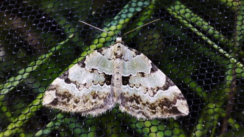 Photo of Green Carpet (Colostygia pectinataria)