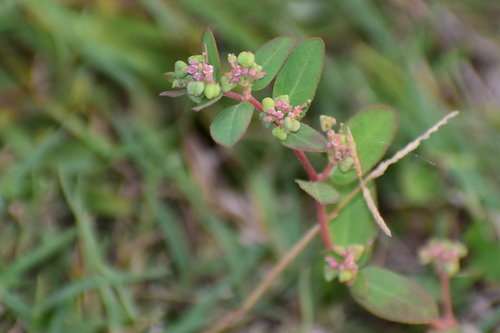 Euphorbia indica