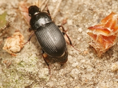 Harpalus tardus