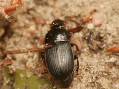Harpalus tardus