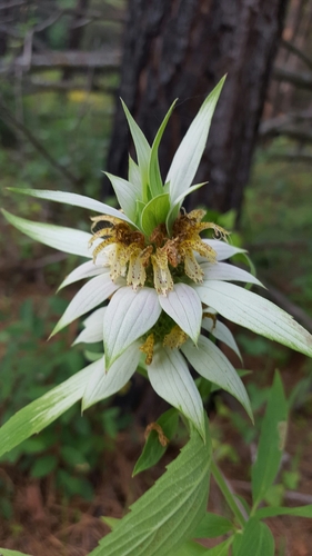 Monarda punctata var. punctata