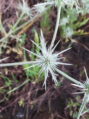Eryngium castrense