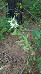 Monarda punctata punctata