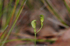 Pterostylis parviflora