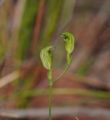Pterostylis parviflora