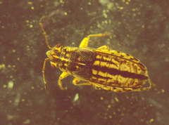 Rhypodes