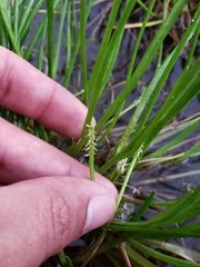 Triglochin scilloides
