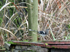 Enicurus leschenaulti