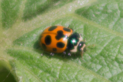 Ceratomegilla notata