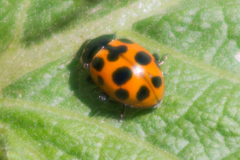 Ceratomegilla notata