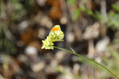 Anthocharis euphenoides