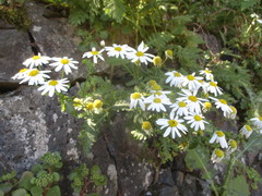 Argyranthemum adauctum