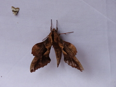 Smerinthinae