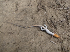 Aspidoscelis hyperythrus beldingi