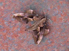 Smerinthinae