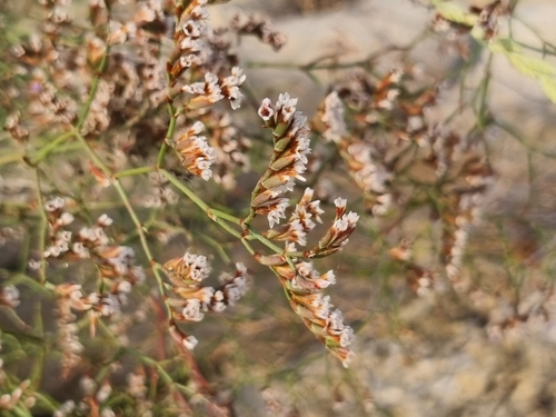 Image of Limonium virgatum by (c) Žan Rode, some rights reserved (CC BY)